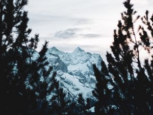 Превью обои гора, вершина, снег, деревья, ветки, вид