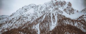 Превью обои гора, вершина, заснеженный, деревья