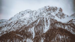 Превью обои гора, вершина, заснеженный, деревья