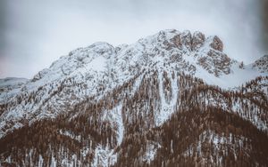 Превью обои гора, вершина, заснеженный, деревья