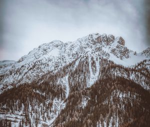 Превью обои гора, вершина, заснеженный, деревья