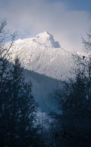 Превью обои гора, вершина, заснеженный, деревья, склон