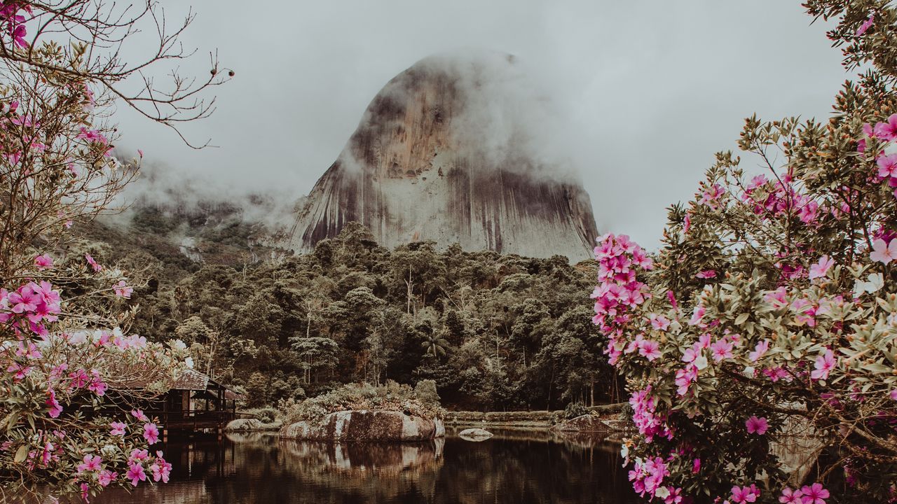 Обои гора, вода, туман, облака, парк, цветы, ветки, педра азул, бразилия
