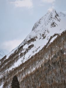 Превью обои гора, заснеженный, деревья, снег, зима