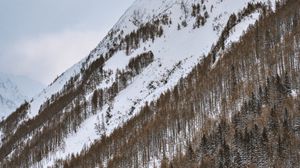 Превью обои гора, заснеженный, деревья, снег, зима