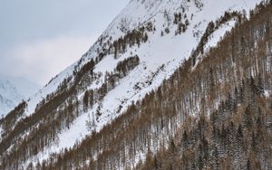Превью обои гора, заснеженный, деревья, снег, зима
