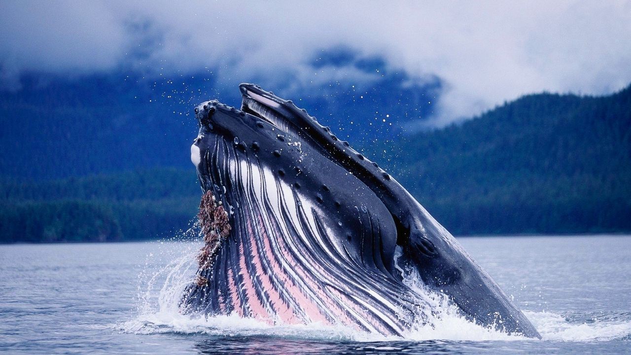 Обои горбатый кит, голова, всплеск, вода