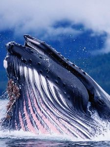 Превью обои горбатый кит, голова, всплеск, вода