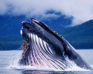 Превью обои горбатый кит, голова, всплеск, вода