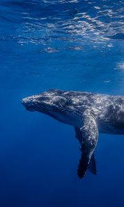 Превью обои горбатый кит, горбач, длиннорукий полосатик, океан, вода, свет