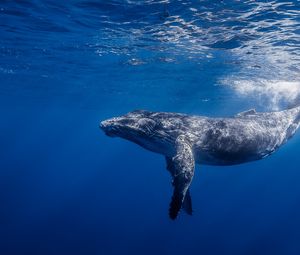 Превью обои горбатый кит, горбач, длиннорукий полосатик, океан, вода, свет