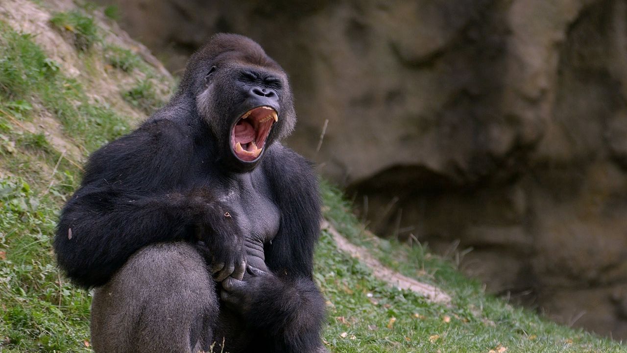 Обои горилла, черный, обезьяна