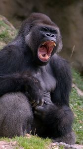 Превью обои горилла, черный, обезьяна