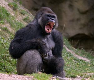 Превью обои горилла, черный, обезьяна