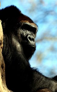 Превью обои горилла, дерево, прятаться, обезьяна, огромный
