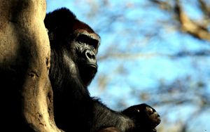 Превью обои горилла, дерево, прятаться, обезьяна, огромный