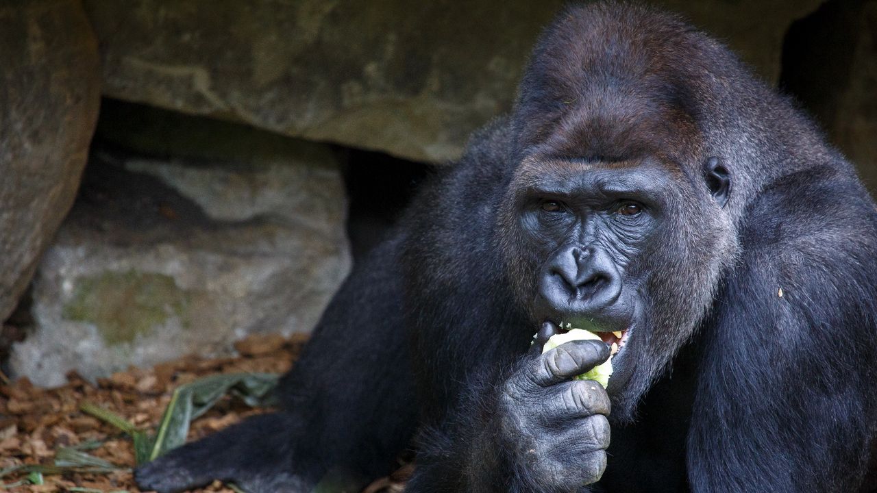 Обои горилла, еда, сидеть, морда