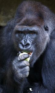 Превью обои горилла, еда, сидеть, морда