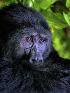 Превью обои горилла, обезьяна, животное, дикая природа, черный