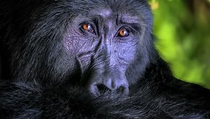 Превью обои горилла, обезьяна, животное, дикая природа, черный