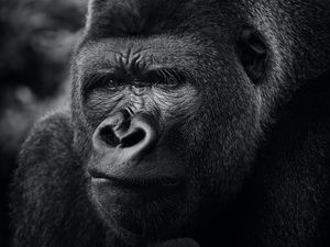 Превью обои горилла, примат, животное, черный