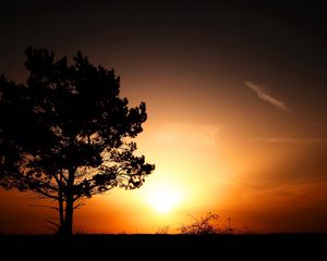Превью обои горизонт, дерево, кусты, закат, вечер, солнце