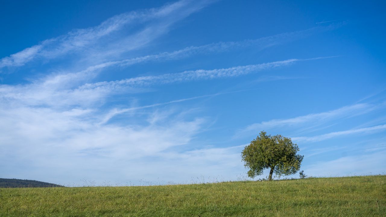 Обои горизонт, дерево, трава, небо, природа, облака