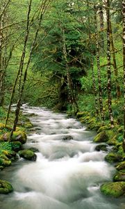 Превью обои горная река, деревья, лес, зеленый, белый, поток