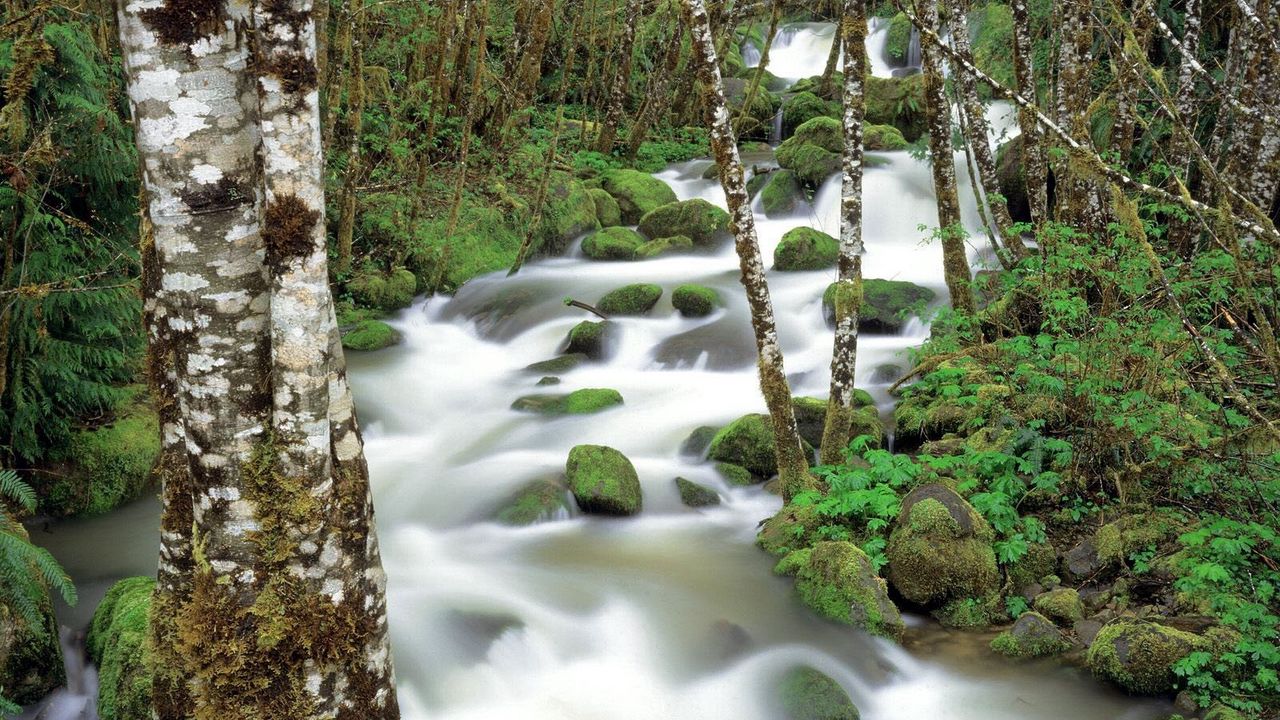 Обои горная река, камни, мох, береза