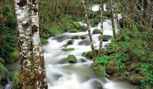 Превью обои горная река, камни, мох, береза