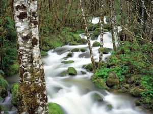 Превью обои горная река, камни, мох, береза