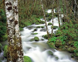 Превью обои горная река, камни, мох, береза