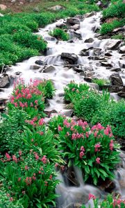Превью обои горная река, камни, зелень, цветы, растительность