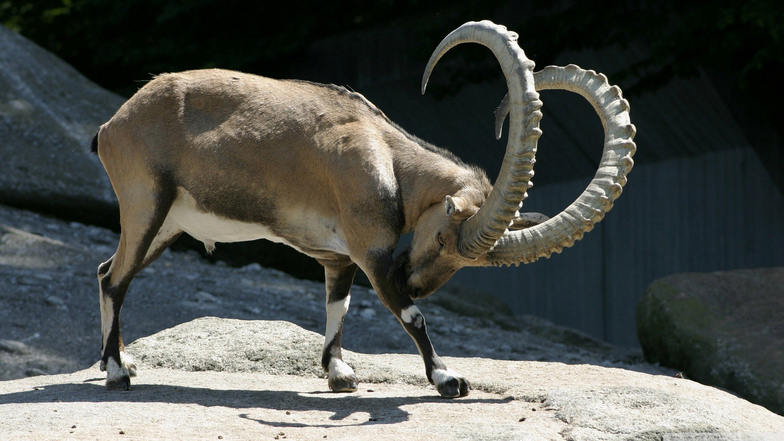 Пиренейский козел