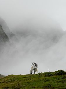 Превью обои горный туман, лошадь, трава