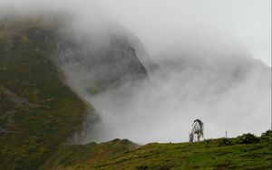 Превью обои горный туман, лошадь, трава