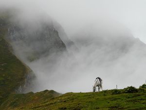 Превью обои горный туман, лошадь, трава