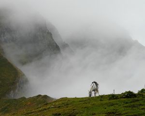 Превью обои горный туман, лошадь, трава