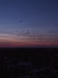 Превью обои город, ночь, птицы, стая