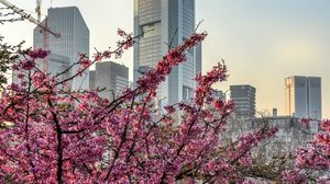 Превью обои город, цветение, дерево, здание