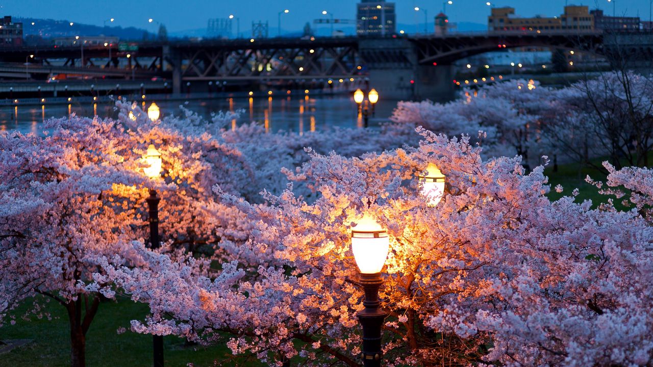 Обои город, весна, ночь, вечер, фонари, огни, мосты, река, парк, деревья, цветут, цвет