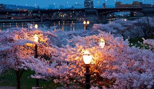 Превью обои город, весна, ночь, вечер, фонари, огни, мосты, река, парк, деревья, цветут, цвет