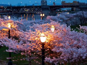 Превью обои город, весна, ночь, вечер, фонари, огни, мосты, река, парк, деревья, цветут, цвет