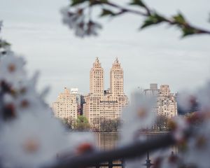 Превью обои город, здания, вишня, цветы, ветки, весна