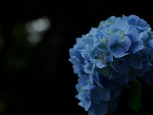 Превью обои гортензии, цветы, лепестки, соцветия, синий