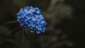 Превью обои гортензия, голубой, соцветия, листья, размытость