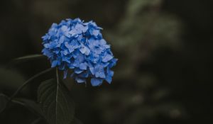 Превью обои гортензия, голубой, соцветия, листья, размытость