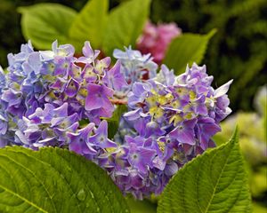 Превью обои гортензия, листья, лепестки, цветы, растение, макро