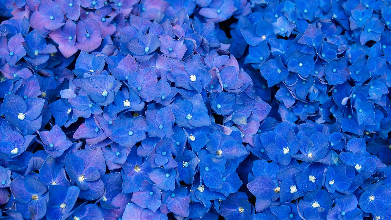 Обои гортензия, соцветия, синий, цветы