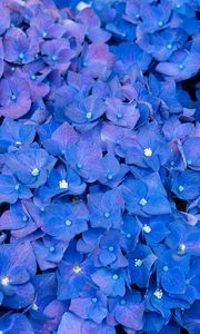 Превью обои гортензия, соцветия, синий, цветы